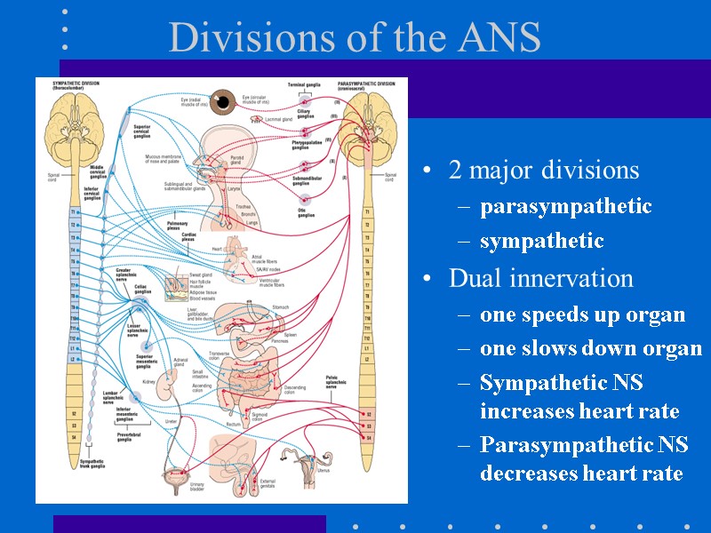 Divisions of the ANS 2 major divisions parasympathetic sympathetic Dual innervation one speeds up